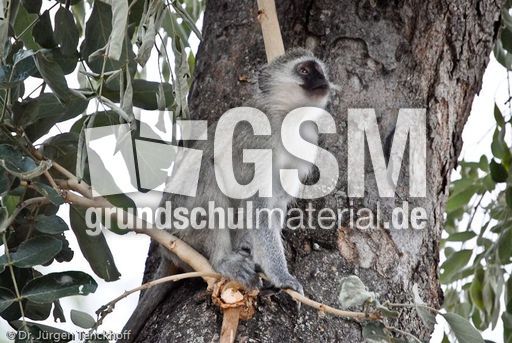 Grüne Meerkatzen (4 von 67).jpg